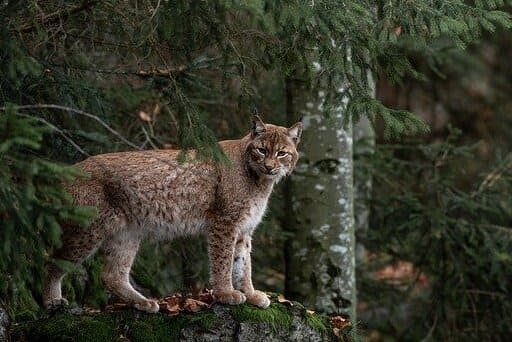 Bobcat