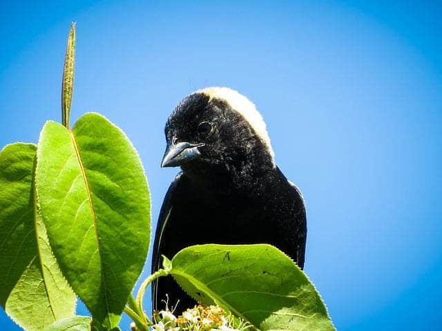 Bobolink