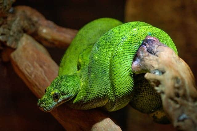 Boomslang