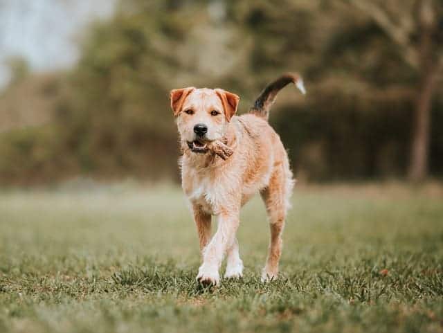 Border Terrier