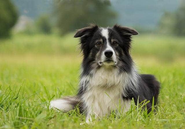 Border collie