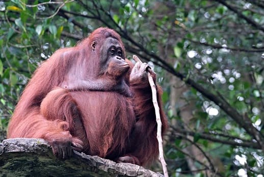 Bornean Orang-utan