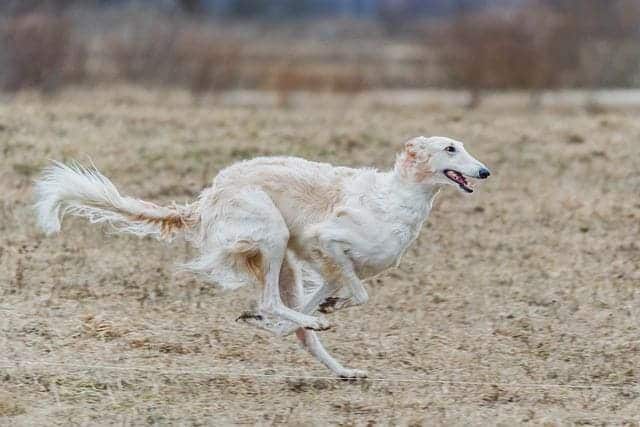 Borzoi