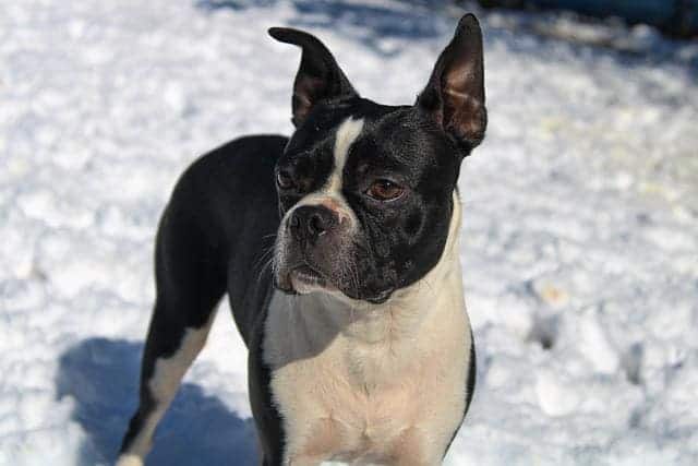 Boston Terrier