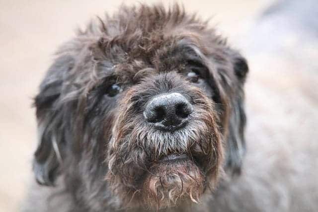 Bouvier Des Flandres