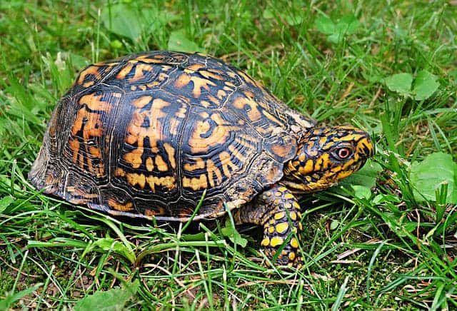 Box Turtle