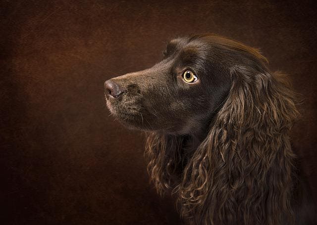 Boykin Spaniel