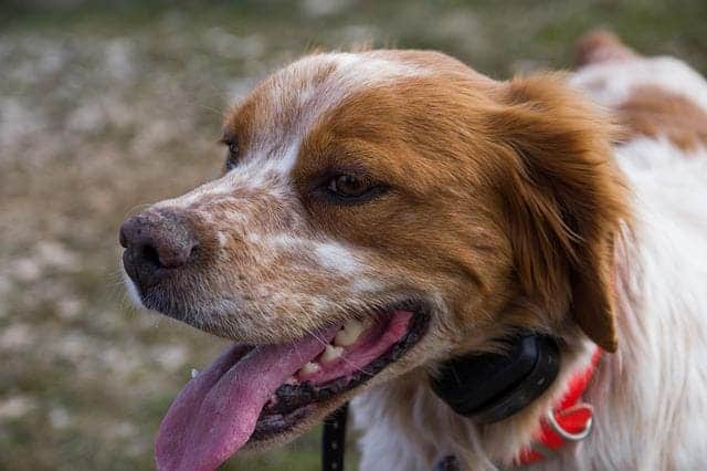 Brittany dog