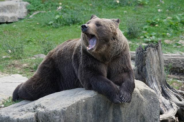 Brown Bear