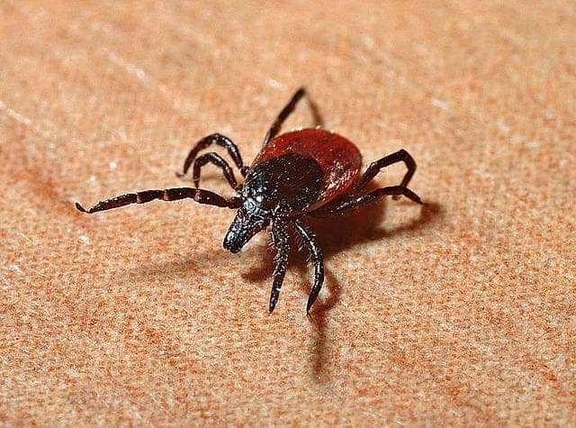 Brown Dog Tick