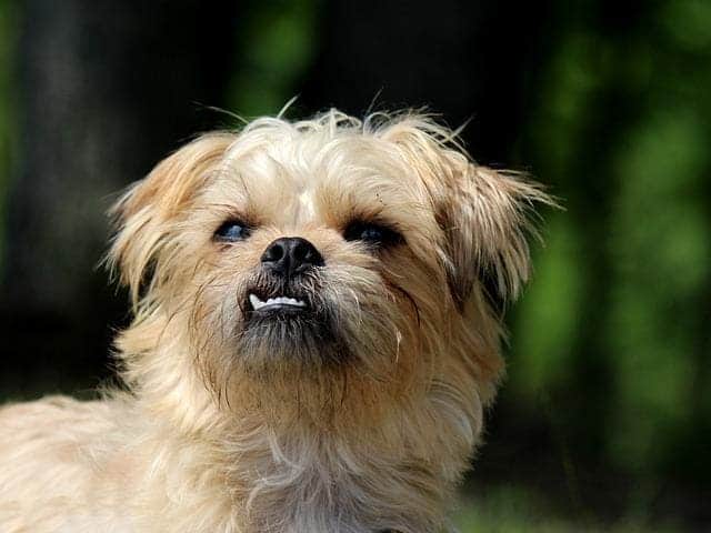 Brussels Griffon