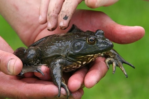 Bullfrog