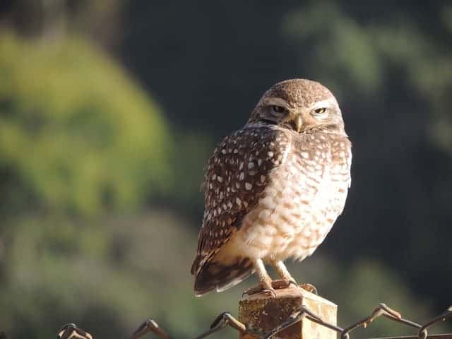 Burrowing Owl