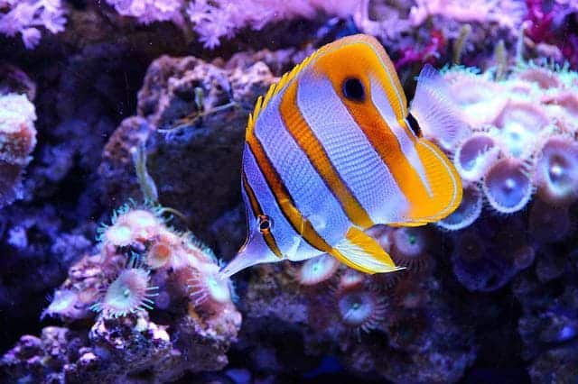 Butterfly Fish