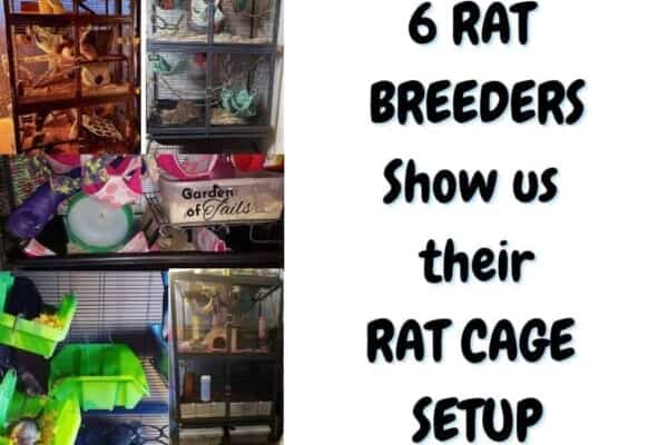 PROFESSIONAL RAT CAGE SETUP