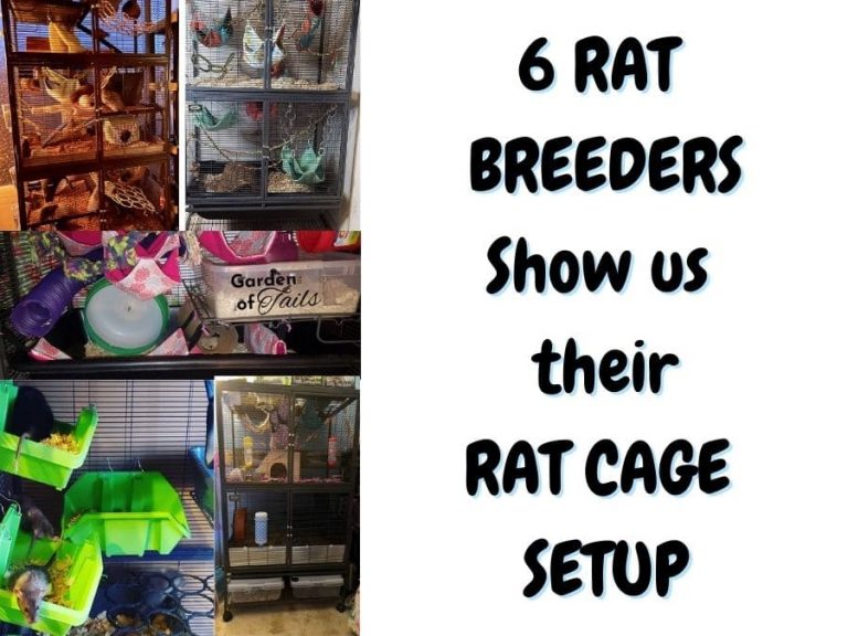 6 Rat Breeders Show Us How They Set Up Their Rat Cages The Pet Savvy