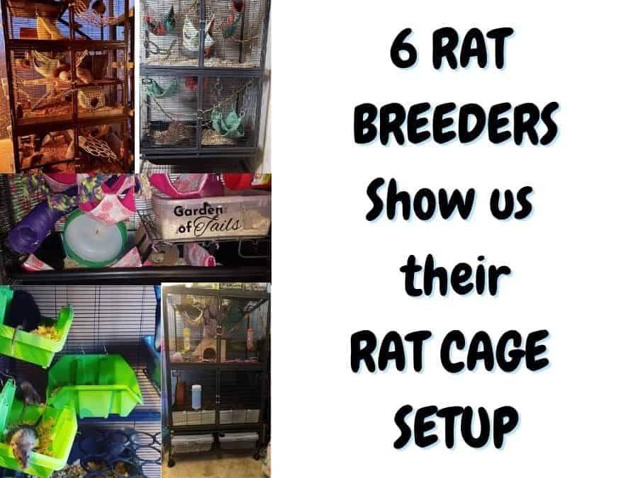 PROFESSIONAL RAT CAGE SETUP