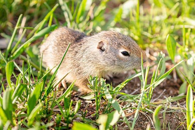 Uinta ground squirrel