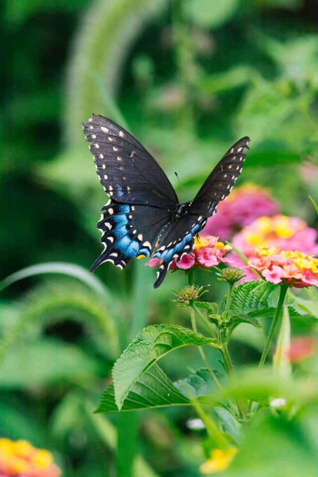 Ulysses butterfly