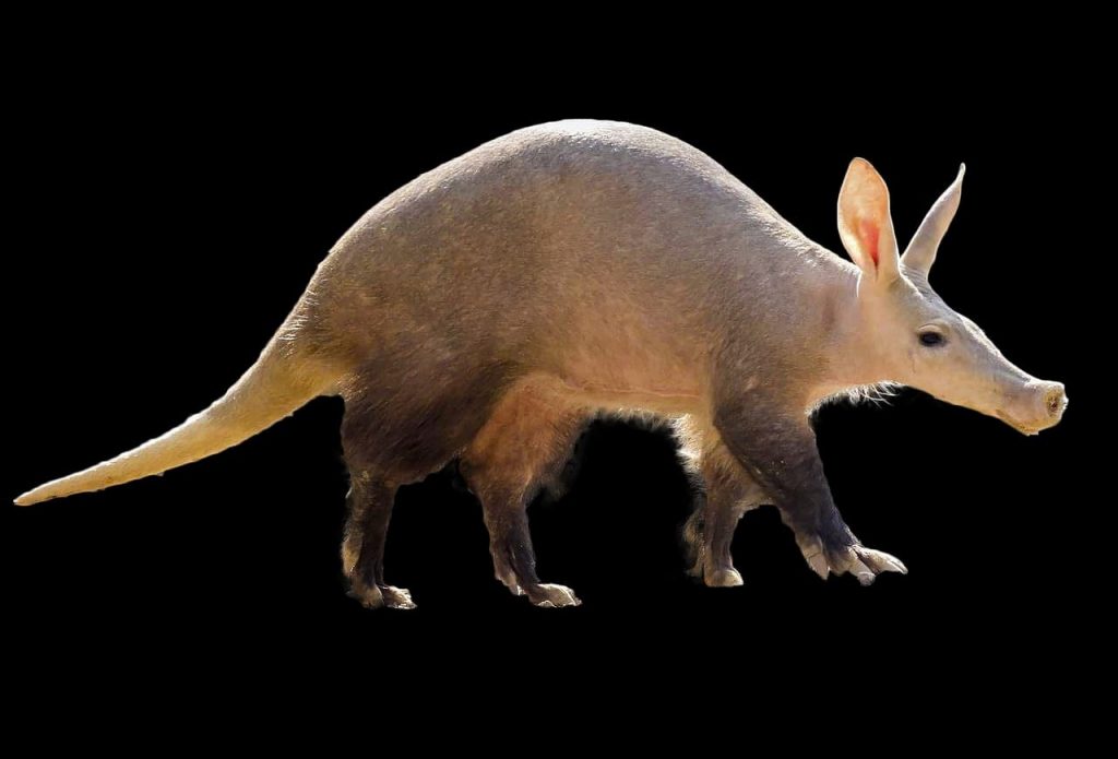 aardvark