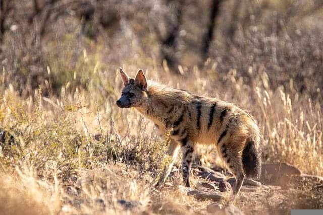 aardwolf