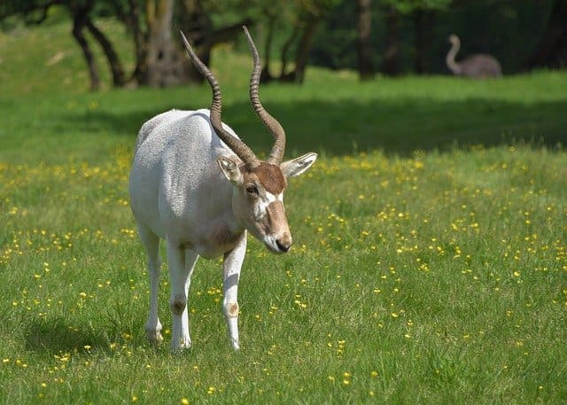 addax