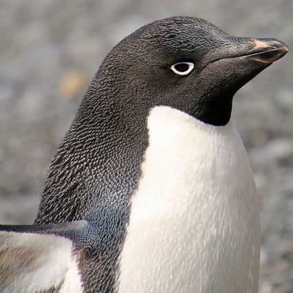 adelie penguin