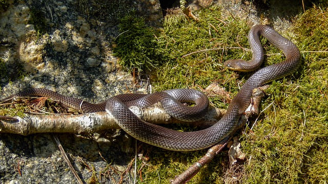 aesculapian snake