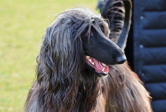 afghan hound