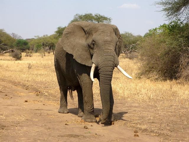 african bush elephant