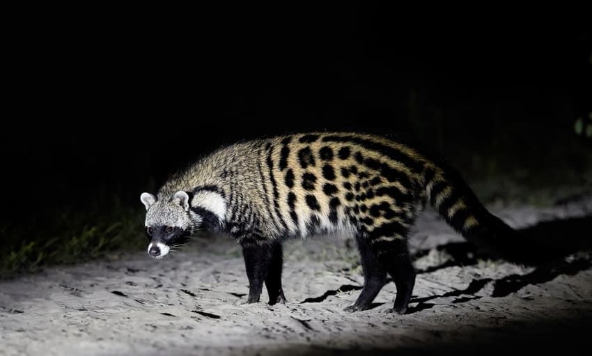 african civet