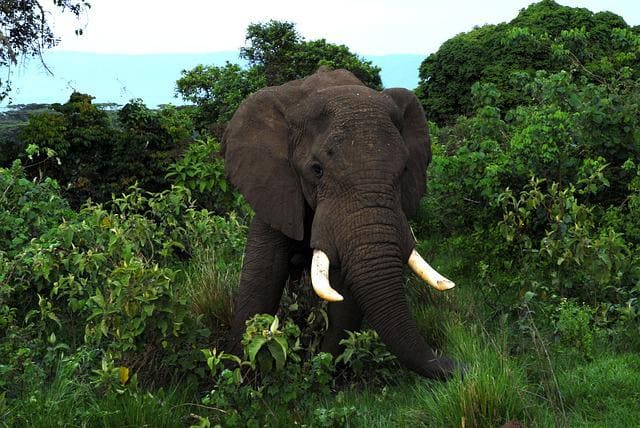 african forest elephant