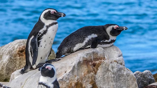 african penguin