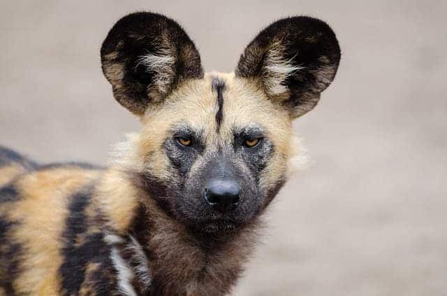 african wild dog