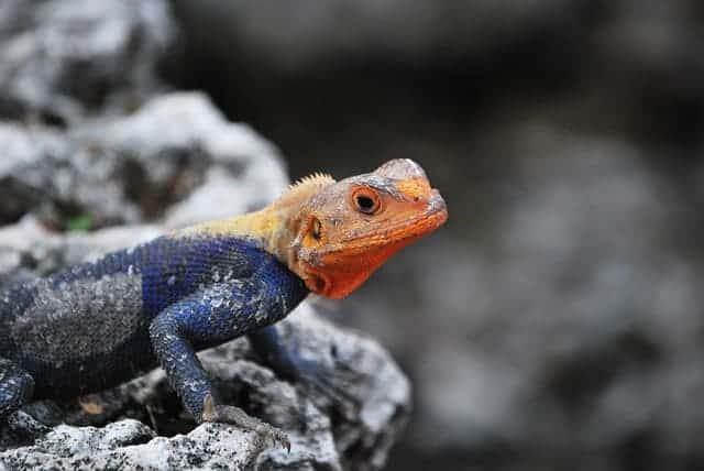 agama lizard