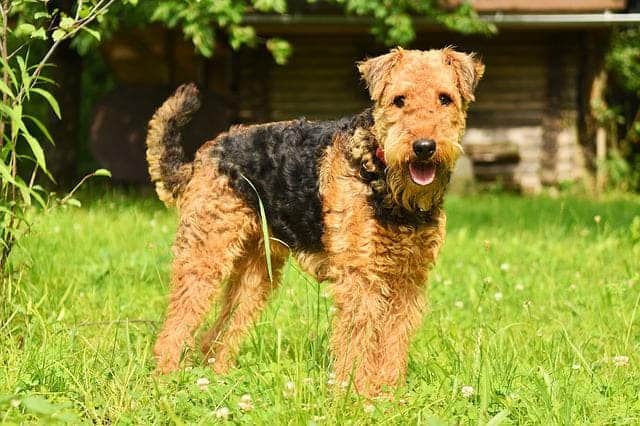 airedale terrier