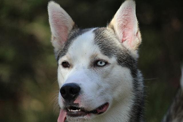 alaskan husky