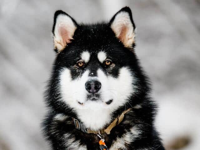 alaskan klee kai