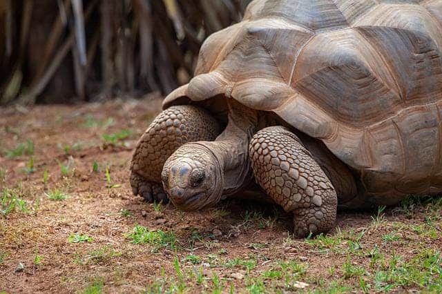 Aldabra Giant Tortoise