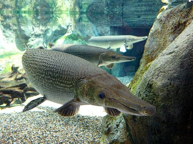 alligator gar