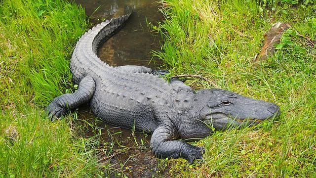 alligator