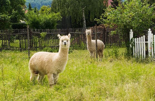 alpaca