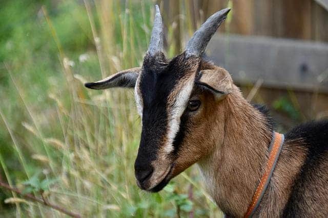 alpine goat