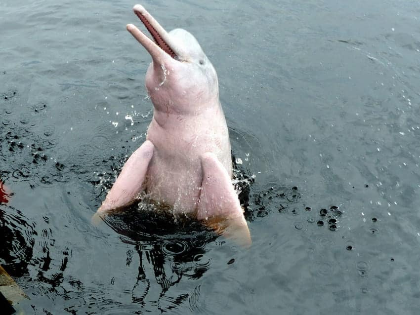 amazon pink dolphin