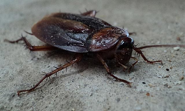 American cockroach