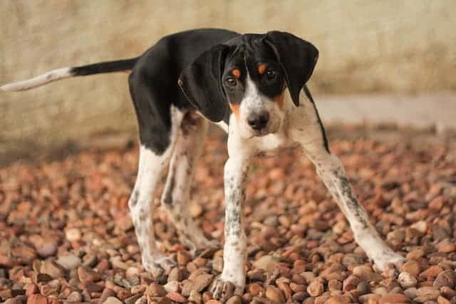 American foxhound