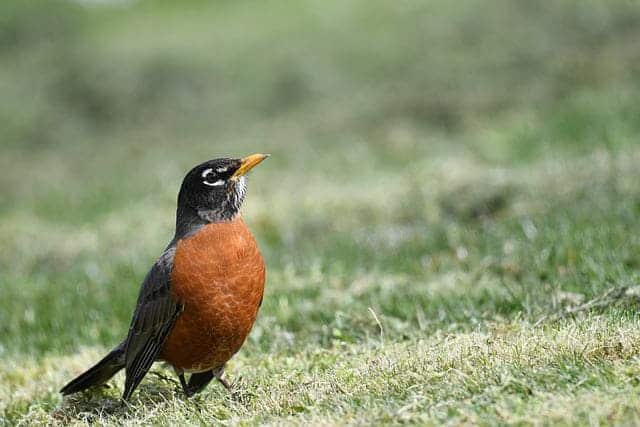 american robin