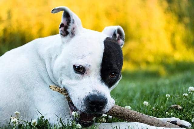 American Staffordshire terrier