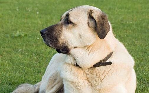 Anatolian Shepherd Dog