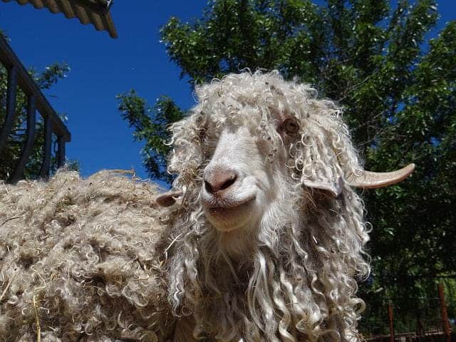 Angora goat